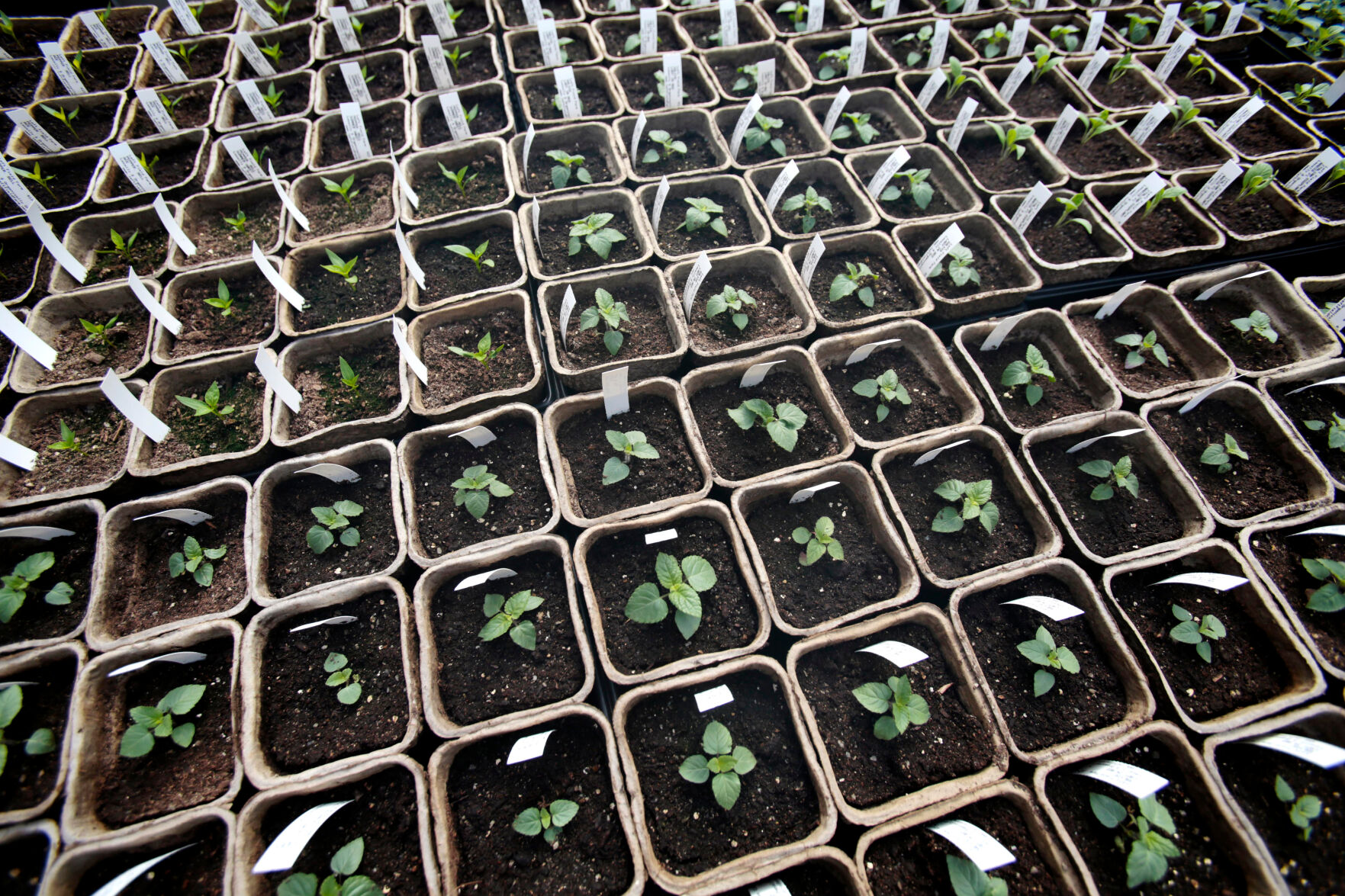 Ready Set Grow